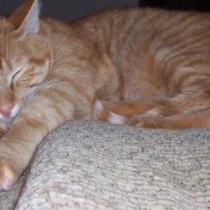 Meet your Posher, Kim